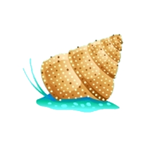 Island Top Snail